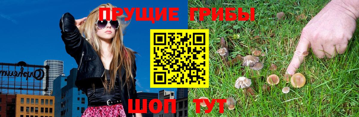 Псилоцибиновые грибы прущие грибы  Вход с VPN  Пятигорск  Псилоцибиновые грибы мицелий 